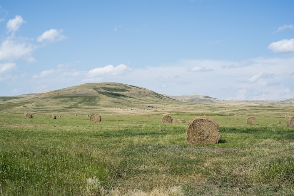 hay stocks on grassland