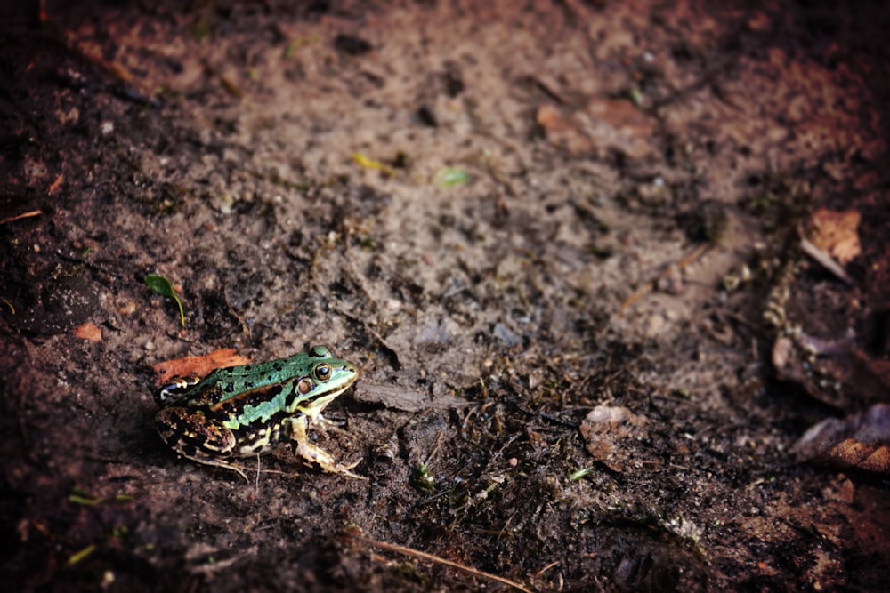 green and black toad on brown soil in close-up photography