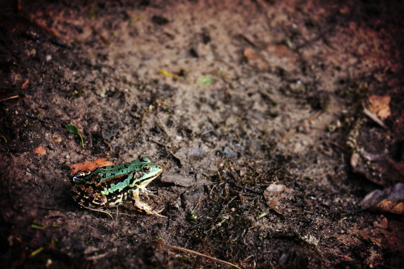 Nikon D3100 + Nikon AF-S DX Nikkor 18-105mm F3.5-5.6G ED VR sample photo. Green and black toad photography