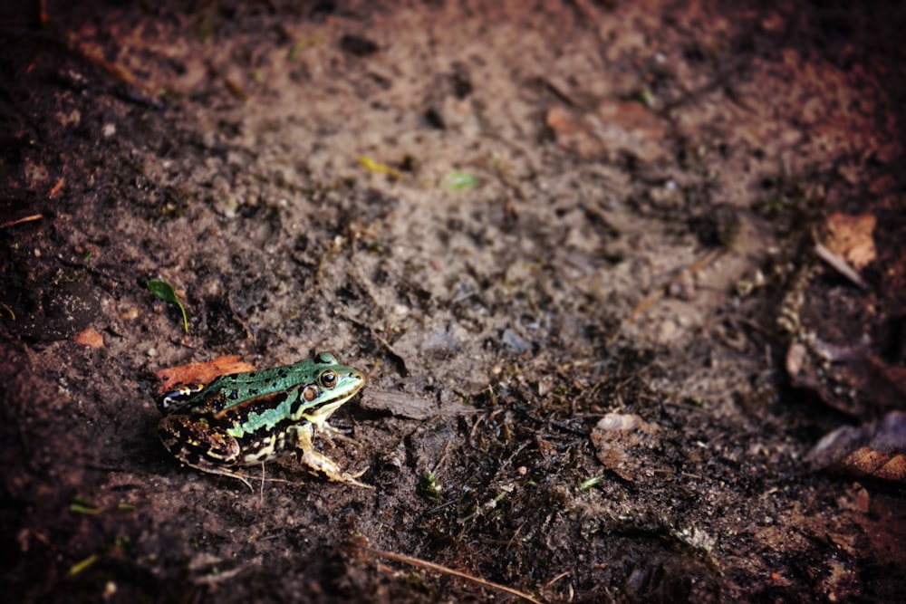 Sapo verde y negro en suelo marrón en fotografía de primer plano