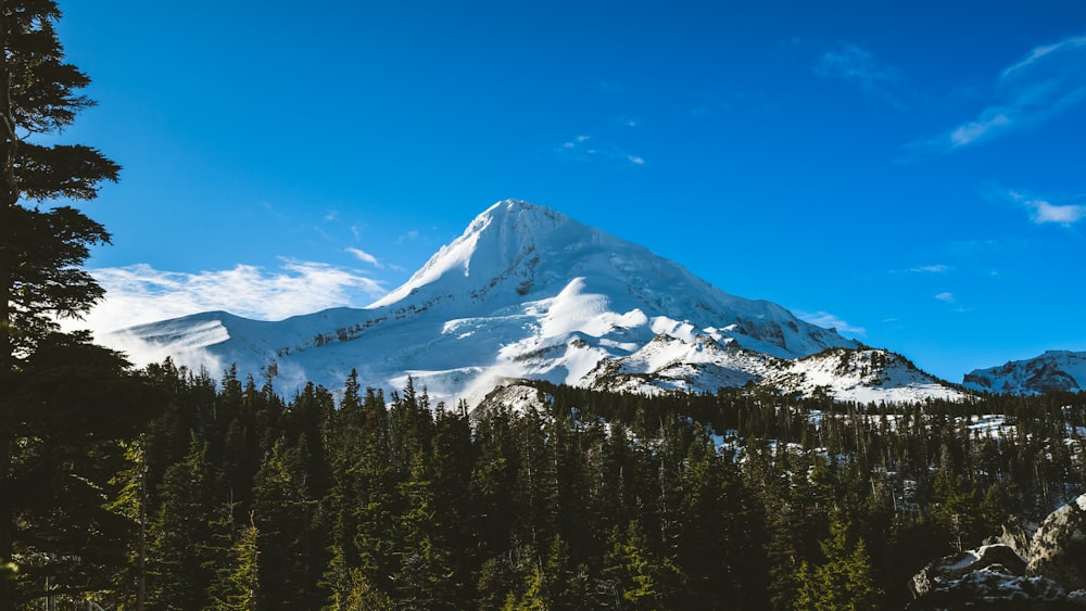 line tree below snow covered mountain at daytime