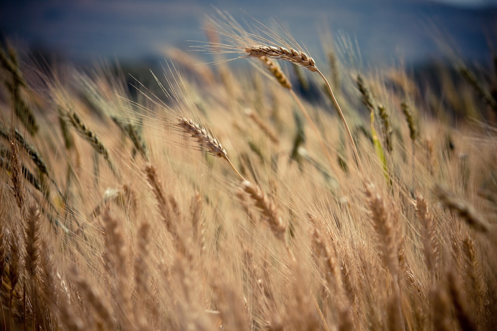 Fotografía de enfoque selectivo de trigo moreno durante el día