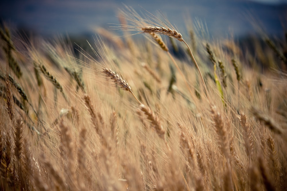 Fotografia a fuoco selettiva del grano bruno durante il giorno