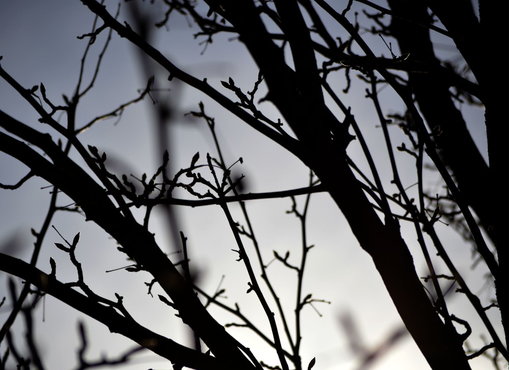 closeup photo of tree branch