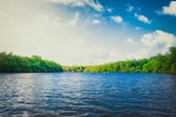 calm body of water near tall trees during daytime