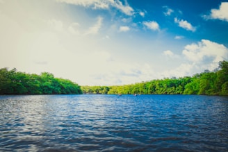 calm body of water near tall trees during daytime