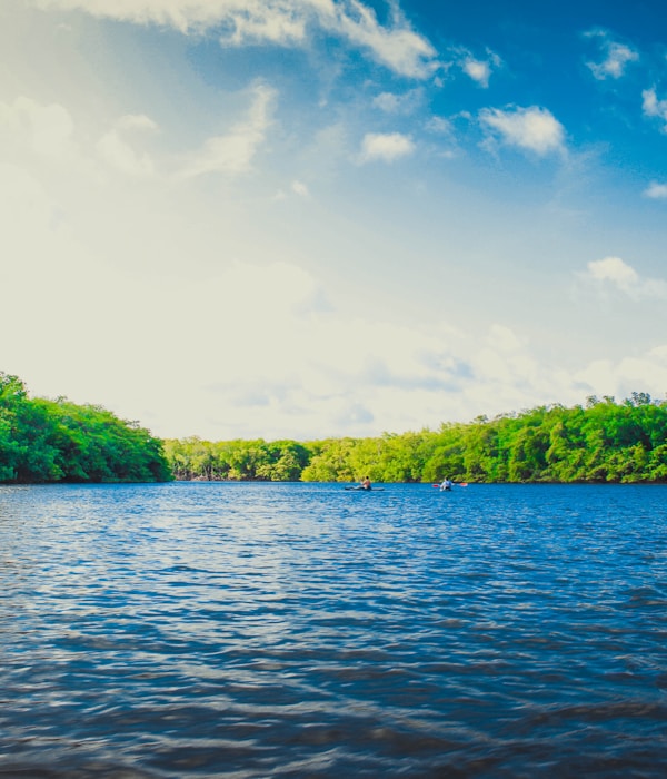 calm body of water near tall trees during daytime