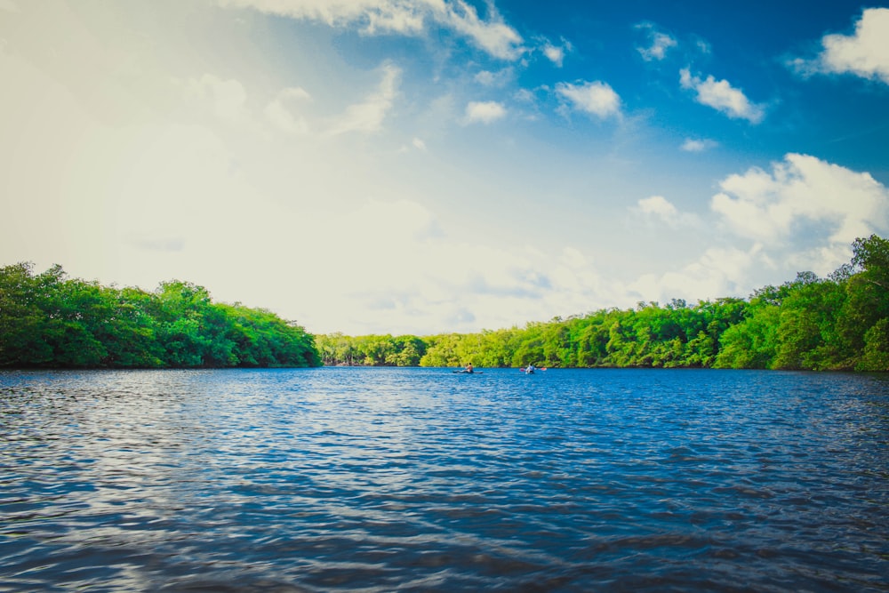 calm body of water near tall trees during daytime