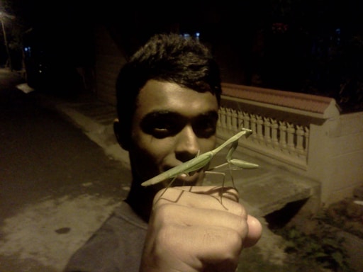 A person is holding a praying mantis on their hand in a dimly lit outdoor setting. The background includes a road and a fence, suggesting a residential area at night.
