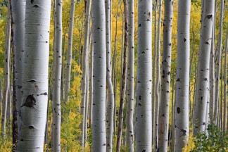 white tree trunks with yellow leaves at daytime