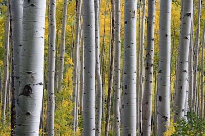 Birch trees with white bark in snowy winter is a stunning portrait in black & white.  