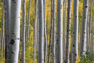 Birch trees with white bark in snowy winter is a stunning portrait in black & white.  
