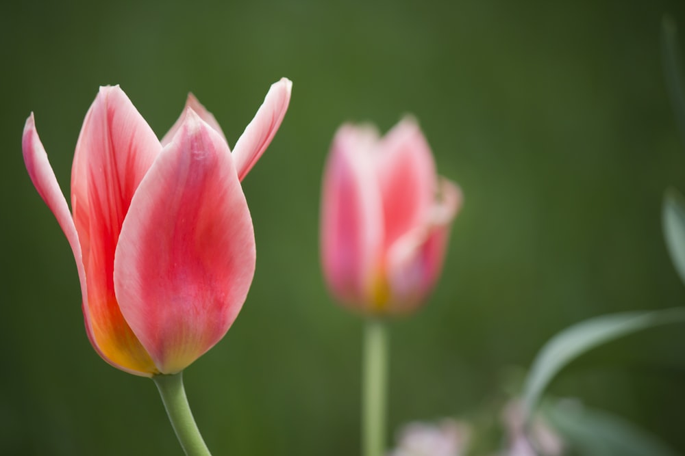 Fotografía de enfoque superficial de tulipanes rosados