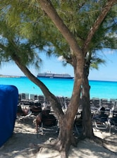 A sandy beach with rows of empty beach chairs facing the vibrant turquoise sea. A large cruise ship is visible in the distance on the water. The foreground shows two trees with thick trunks and green foliage, providing shade. A blue canopy partially covers an area to the left.