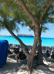 A sandy beach with rows of empty beach chairs facing the vibrant turquoise sea. A large cruise ship is visible in the distance on the water. The foreground shows two trees with thick trunks and green foliage, providing shade. A blue canopy partially covers an area to the left.