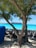 A sandy beach with rows of empty beach chairs facing the vibrant turquoise sea. A large cruise ship is visible in the distance on the water. The foreground shows two trees with thick trunks and green foliage, providing shade. A blue canopy partially covers an area to the left.