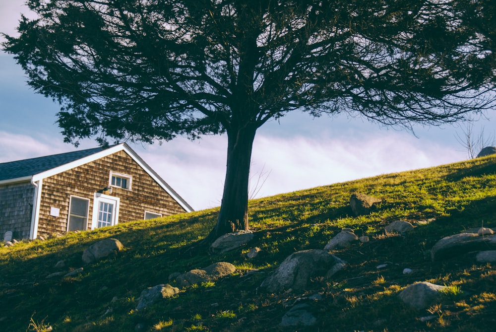 brown and white house near green leaf tree under blue and white sky