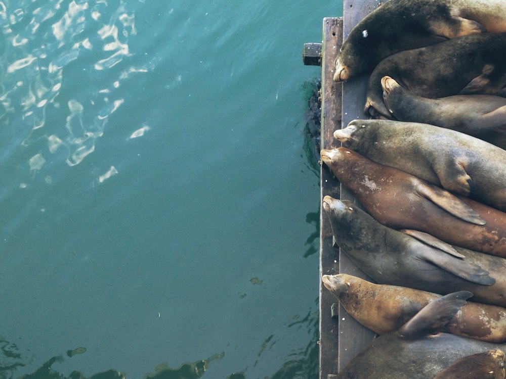 aerial photo of seals on wooden dock during daytime