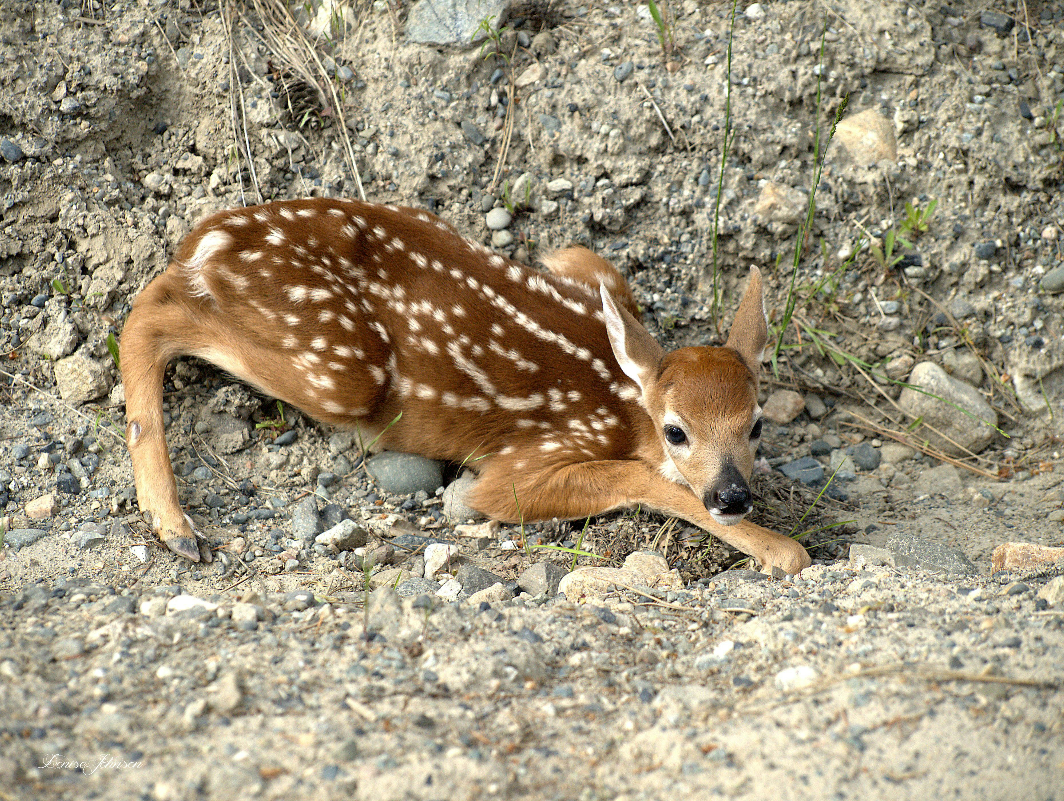Free Unsplash photo from denise johnson