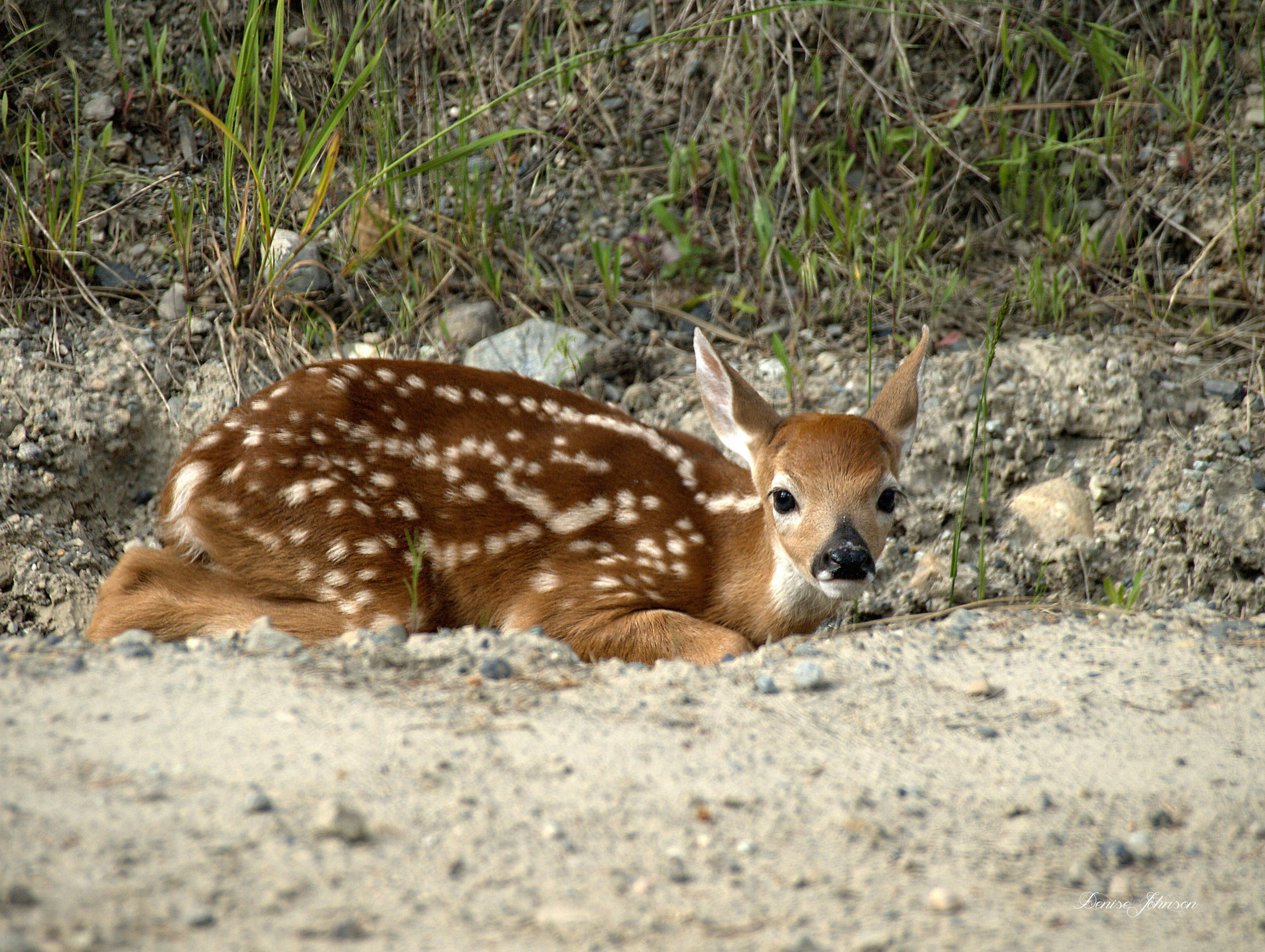 Free Unsplash photo from denise johnson