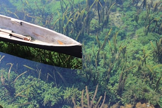A wooden canoe floats gently on clear, shallow water filled with lush, green aquatic plants. The clarity of the water reveals details of the sandy bed beneath and the vibrant plants that sway under the surface.