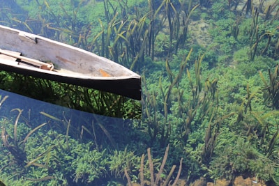 A wooden canoe floats gently on clear, shallow water filled with lush, green aquatic plants. The clarity of the water reveals details of the sandy bed beneath and the vibrant plants that sway under the surface.