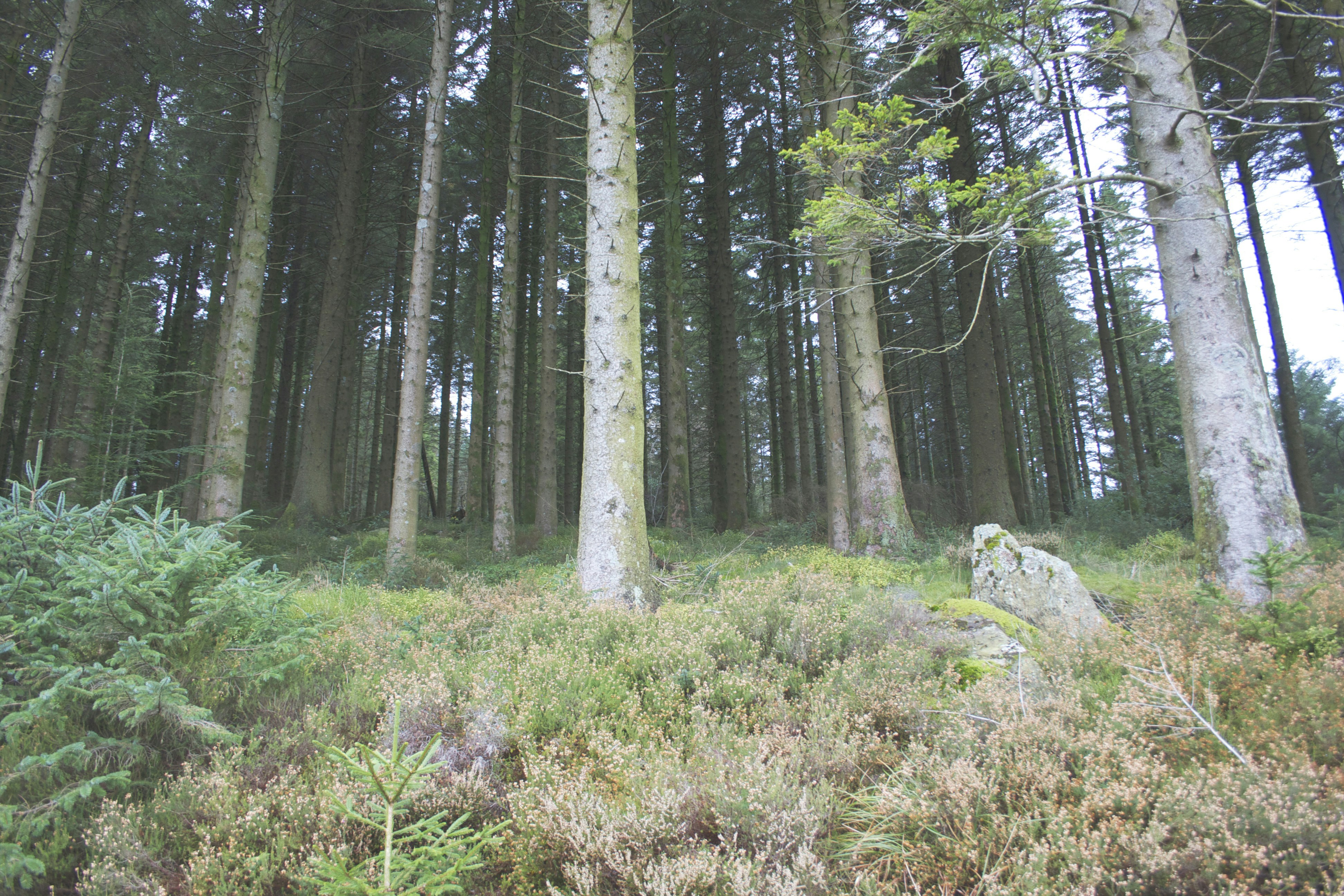 Free Unsplash photo from lewis pratt