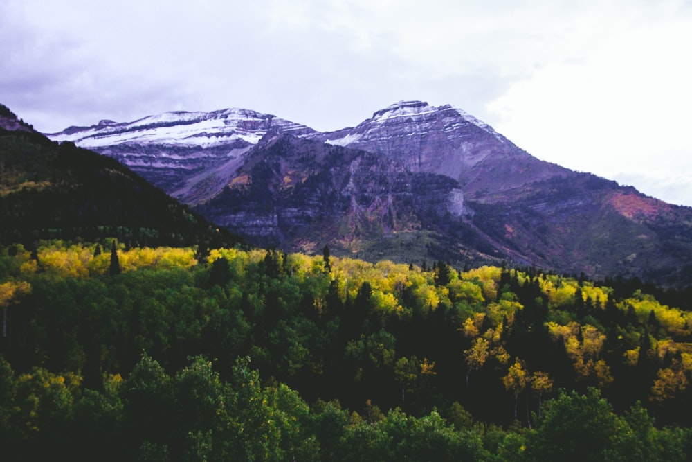 montaña llena de flores