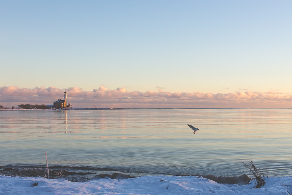 bird flying over body of water during daytime