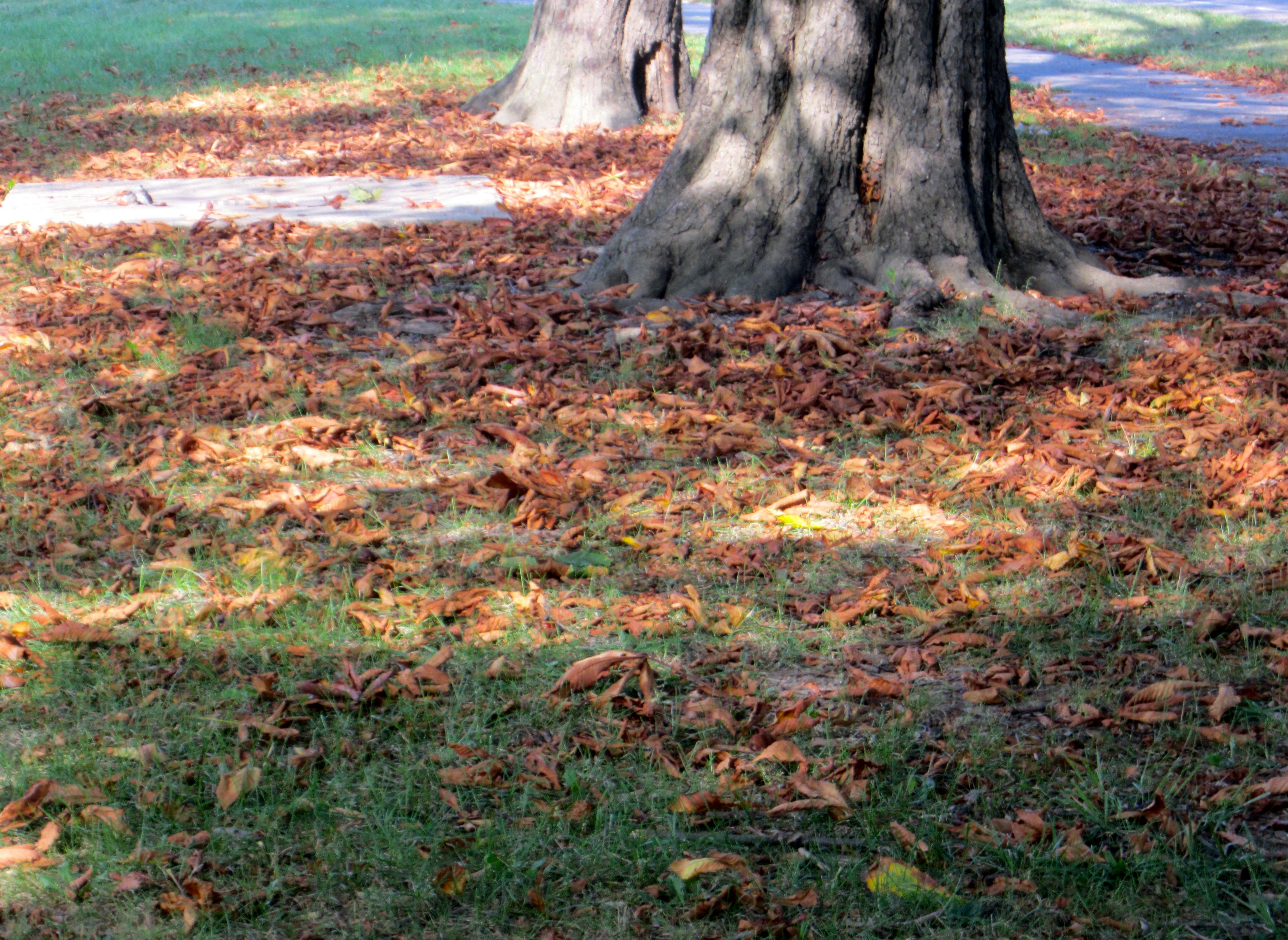 Free Unsplash photo from Sheila Reynolds