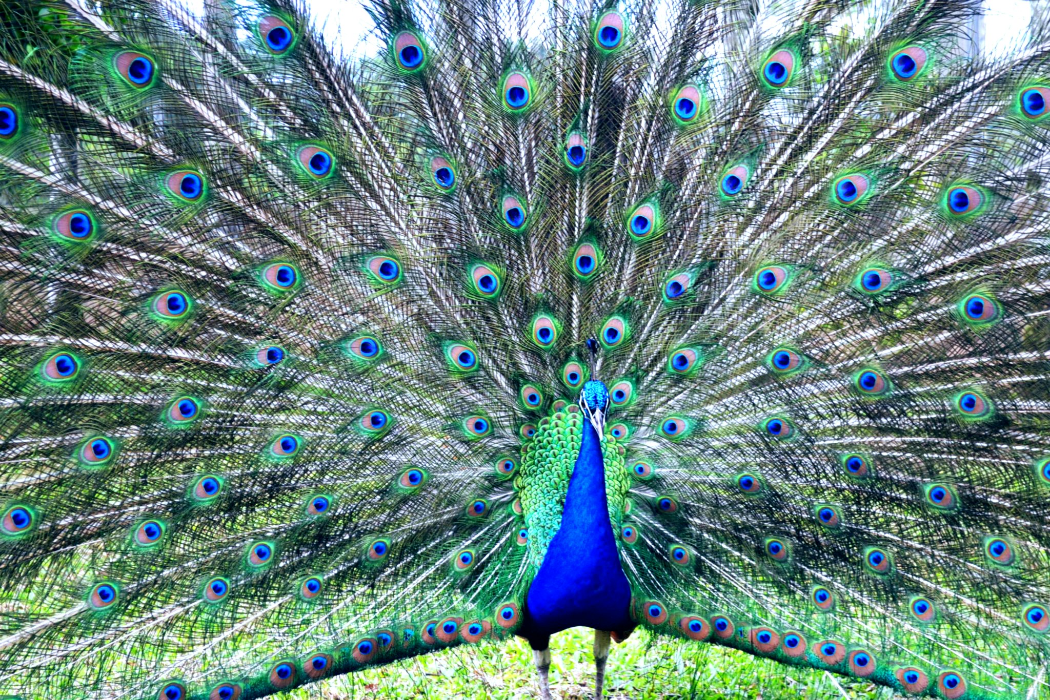 Free Unsplash photo from Laura Vicente