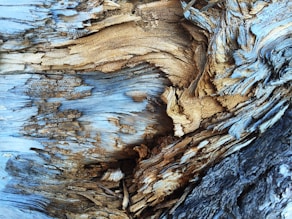 An abstract texture in light brown and blue tree bark