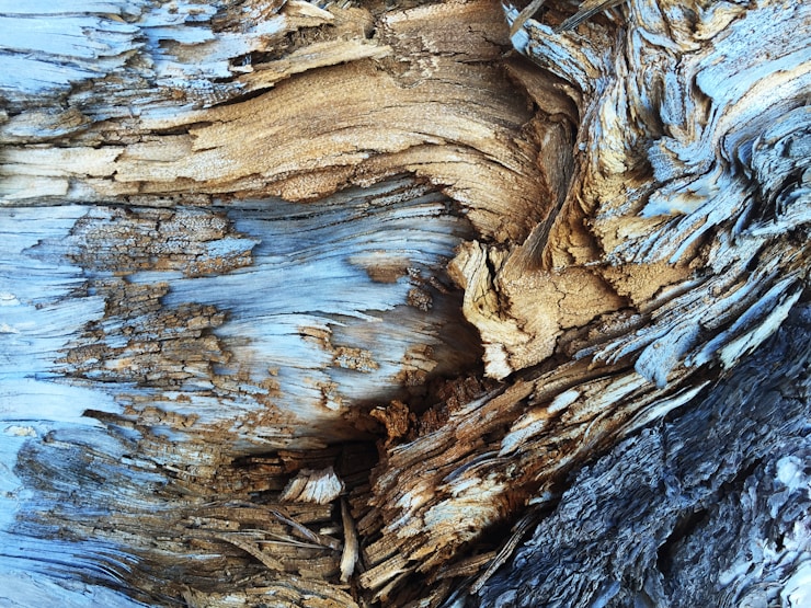 Tree bark pattern