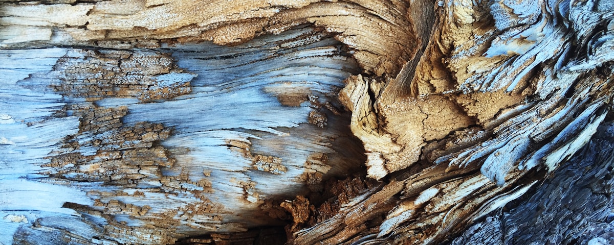 An abstract texture in light brown and blue tree bark