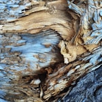 An abstract texture in light brown and blue tree bark
