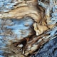 An abstract texture in light brown and blue tree bark