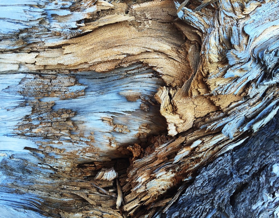 An abstract texture in light brown and blue tree bark