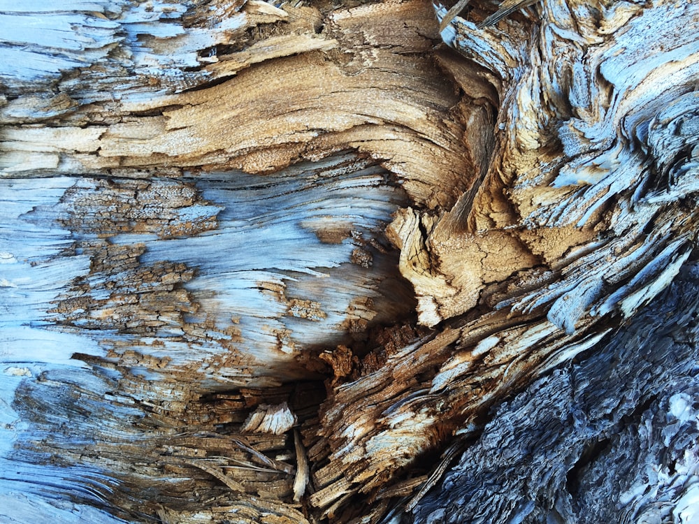 An abstract texture in light brown and blue tree bark