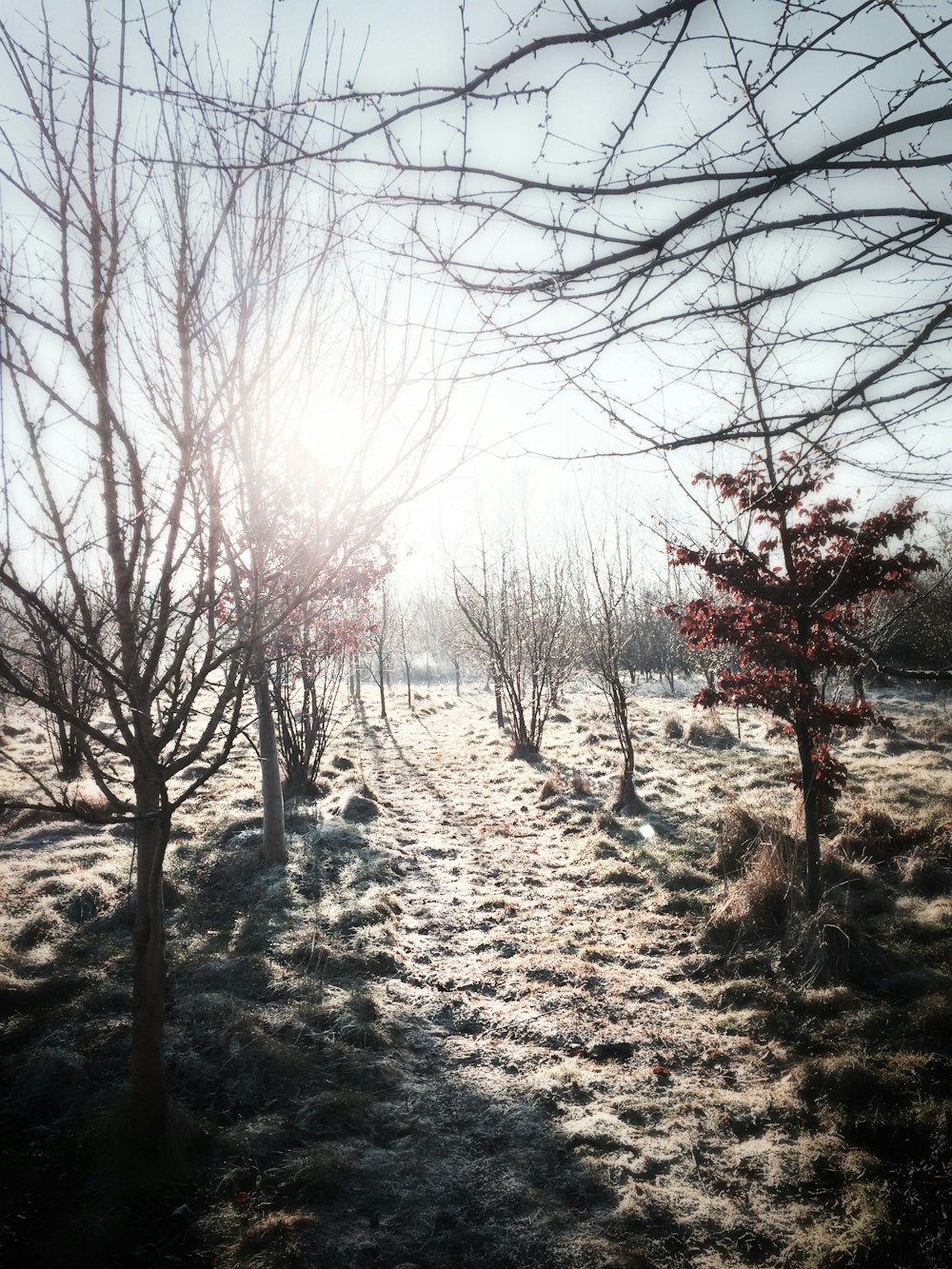 alberi spogli e terreno coperto di neve sotto cieli sereni