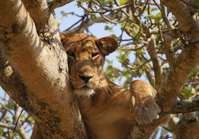 Uganda Ruanda Reise Queen Elizabeth Nationalpark Ishasha Sektor Baumlöwe