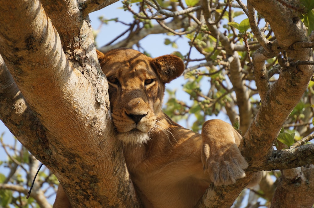 lioness lying on gray tree during daytime
