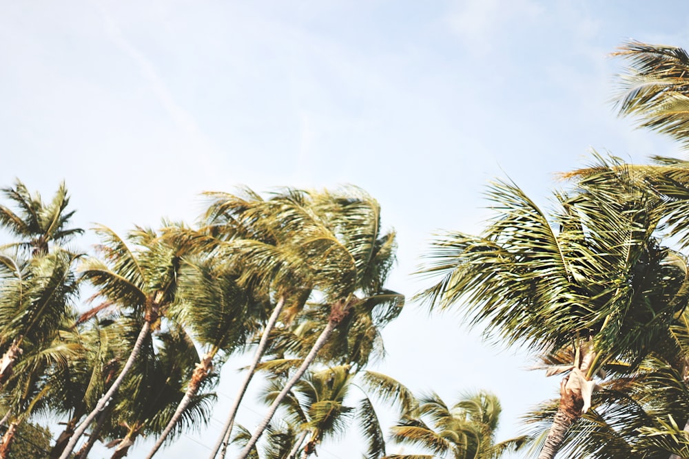 Photographie en contre-plongée de cocotiers verts sous un ciel blanc pendant la journée