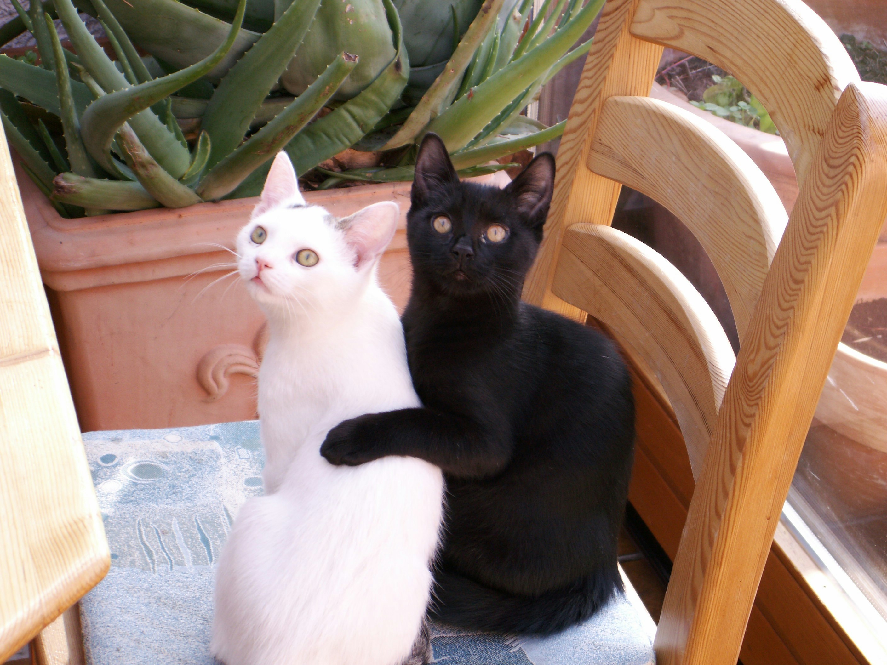 Free Unsplash photo from Gabriele Fischer