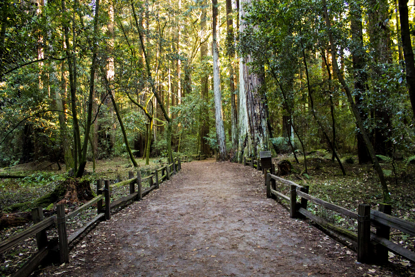 Sunlight reaching a green woodland path