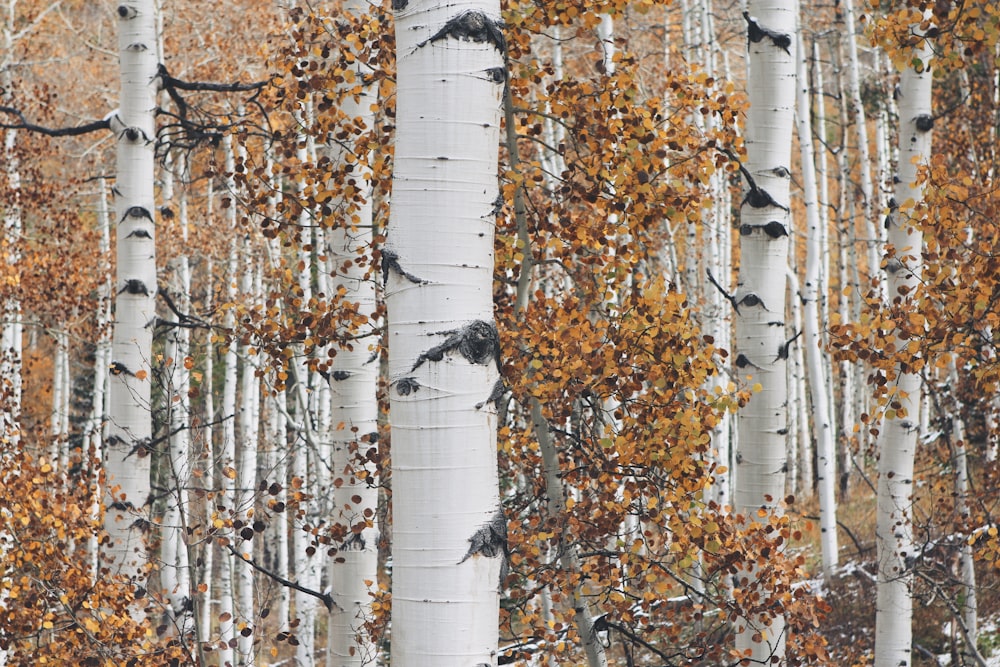 orange leafed trees