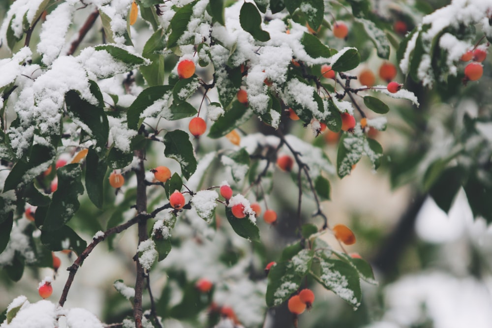 Fotografía de enfoque superficial de árboles llenos de nieve