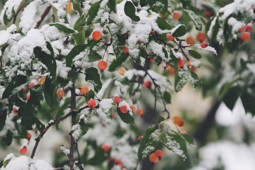 shallow focus photography of trees filled of snow, Snowy crabapples