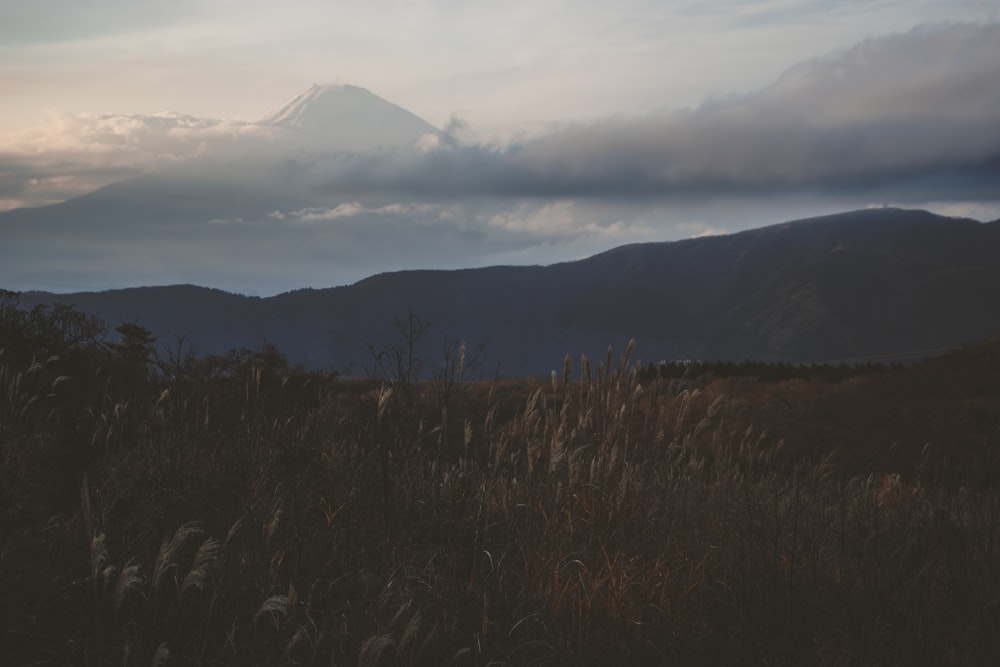 grayscale photography of plants in front of mountain