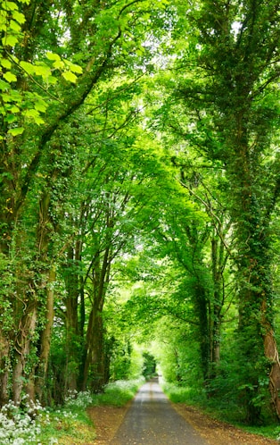 gray concrete road top between green trees