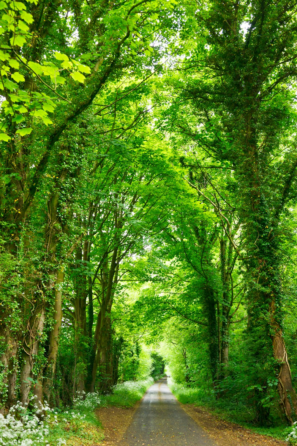 gray concrete road top between green trees